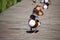Tadorna tadorna ducks or shelduck with red beak and white black brown plumage on green grass and wooden background close up