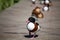 Tadorna tadorna ducks or shelduck with red beak and white black brown plumage on green grass and wooden background close up