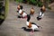 Tadorna tadorna ducks or shelduck with red beak and white black brown plumage on green grass and wooden background close up