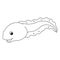 Tadpole Animal Isolated Coloring Page for Kids