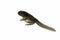 Tadpole closeup on isolated background