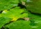 Tadpole of Frog Rana ridibunda pelophylax ridibundus sits in pond on green leaf of water lily