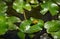 Tadpole of Frog Rana ridibunda pelophylax ridibundus sits in pond on green leaf of water lily. Close-up of small frog