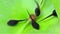 Tadpole on green leaf under water, close up.