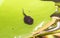 Tadpole on green leaf under water, close up