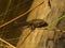 Tadpole with hind legs is heated by the water surface in the sun