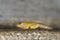 Tadpole of Malabar Gliding Frog seen at Amboli,Maharashtra,India