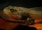 Tadpole portrait (Rana temporaria)