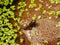 Tadpole on Stone in Water