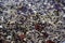 Tadpole swarm between floating leaves and stony ground in shallow water