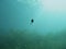 Tadpole underwater in freshwater lake