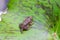 Tadpoles or Baby frogs on a leaf