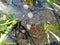 Tadpoles and frog spawn from european common frog