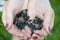 Tadpoles frogs in hands