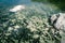 Tadpoles swimming in a mountain lake, french alps