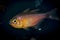 Taeniamia fucata, Orangelined cardinalfish