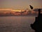 Taga Beach diver at sunset