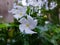 Tagara flower white crape jasmine flower in nice blur background hd