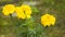 Tagete garden flowers, yellow buds close-up on blurred background