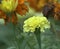 Tagetes erecta