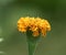 Tagetes erecta