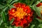 Tagetes erecta