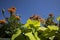 Tagetes erecta- Calvi Corsica on the mediterranean sea