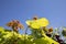 Tagetes erecta- Calvi Corsica on the mediterranean sea