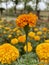 Tagetes Erecta Marigold flower in a Garden in West Bengal India