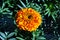 Tagetes erecta Marigolds blooming flower close up macro detail, growing on dark green leaves background