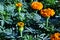 Tagetes erecta Marigolds glade blooming flowers and buds growing on dark green leaves