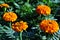 Tagetes erecta Marigolds glade blooming flowers growing on dark green leaves