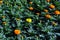 Tagetes erecta Marigolds glade yellow and orange blooming flowers and buds growing
