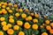Tagetes erecta Marigolds glade yellow and orange blooming flowers and buds growing in flower bed