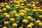 Tagetes erecta Marigolds glade yellow and orange blooming flowers growing