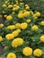 Tagetes erecta or Mexican marigold or African marigold flowers.