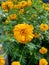 Tagetes erecta Mexican marigold, Aztec marigold, African marigold with natural background