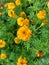 Tagetes erecta Mexican marigold, Aztec marigold, African marigold with natural background