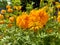 Tagetes erecta Mexican marigold, Aztec marigold, African marigold with natural background