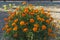 Tagetes erecta orange autumn closeup