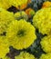 Tagetes erecta, yellowish marigold flower having attractive colour.