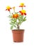 Tagetes flower