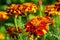 Tagetes flowers