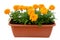 Tagetes flowers