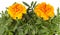 Tagetes flowers closeup