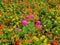 Tagetes flowers colorful and pink daisies