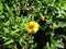 Tagetes lucida flower