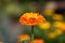 Tagetes Marigold Flower. Calendula officinalis.