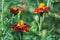 Tagetes Marigold Flowers