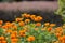 Tagetes Marigold Flowers